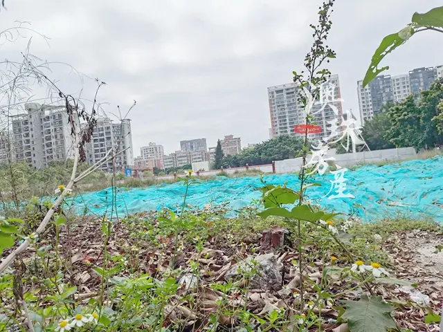 海景大平層、香山湖爆款...珠海市區五大純新盤，你鐘意哪個？